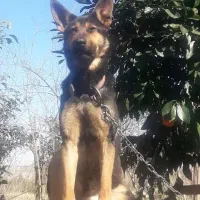 سگ ژرمن ورک ماده  سن دو سال|سگ|سنگر, |دیوار