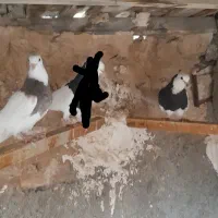 طوقی سیاه واکسی