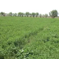 یونجه برای چرا گوسفند