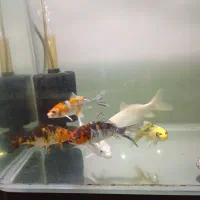 ماهی کوی نژاد دار