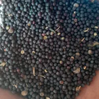 گلزا فله ای بذر امسال
