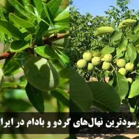 پیش فروش نهال گردو و بادام|خدمات باغبانی و درختکاری|دورود, |دیوار