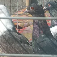 کبوتر رنگی.|پرنده|مبارکه, |دیوار