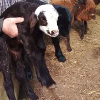 فروش بره شیری قره قیزیل