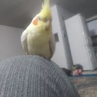 عروس هلندی دستی|پرنده|فولادشهر, مسکن مهر فولادشهر|دیوار