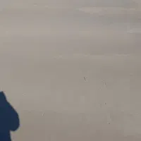 بتن ریزی با ماله پروانه|خدمات پیشه و مهارت|تربت جام, المهدی|دیوار