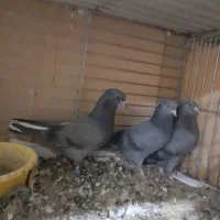 سبز کاکلی پرشی