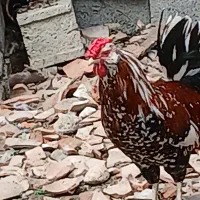 مرغ وخروس وجوجه گلین