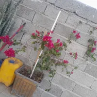 باغ ویلا ۵۰۰ متری در مزرعه امند|فروش خانه و ویلا|صوفیان, |دیوار