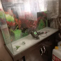 اکواریوم شرکتی