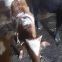 گوساله ماده