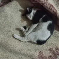 گربه خونگی گمشده بنام غفور در حوالی خیابان غفاری