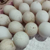 تخم بوقلمون|حیوانات مزرعه|صالح آباد, |دیوار