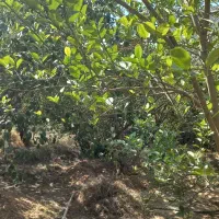 راهنمایی در مورد حیاط باغ