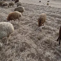 توغلی