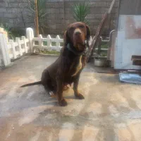 پوینتر ماده