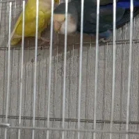 طوطی برزیلی|پرنده|رشت, آب و برق|دیوار