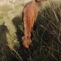 حیوان|حیوانات مزرعه|ایذه, |دیوار