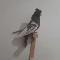 کفتر|پرنده|مشهد, آزادشهر|دیوار