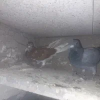 جوجه مسافتی|پرنده|ثمرین, |دیوار