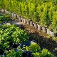 لاوسون در سه سایز