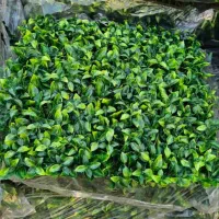 گرینوال پرتقالی|گل و گیاه طبیعی|تهران, یافت آباد شمالی|دیوار