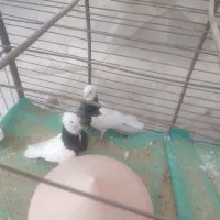 کبوتر طوقی|پرنده|نجفآباد, کهریزسنگ|دیوار