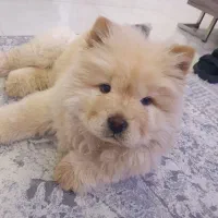 سگ چاوچاو اصیل زبون بنفش باگواهی سلامت وآموزش