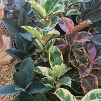 فروش انواع گل و گیاه و گلدان به قیمت اقتصادی|گل و گیاه طبیعی|شیراز, گلدشت معالی‌آباد|دیوار