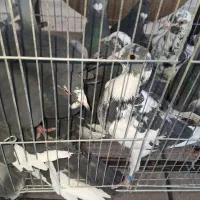 تعداد ۲۰ عددبیش ترشون پلاکی هستن