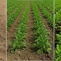 برای تبدیل زمین خشکت به سرسبز همین الان اقدام کن