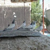 ۷ تا جوجه سینه و سبز و چنتا کفتر دیگه
