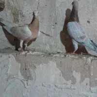 کبوتر هفرنگ|پرنده|بشاریات, |دیوار