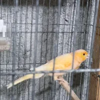 قناری ماده پرتقالی