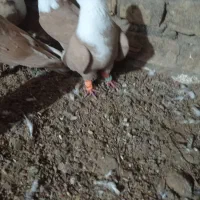 کفتر|پرنده|سبزوار, قصبه شرقی|دیوار