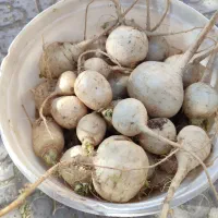 شلغم شیرین با طعم خبر دشتاب بافت