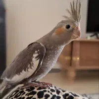جوجه عروس هلندی