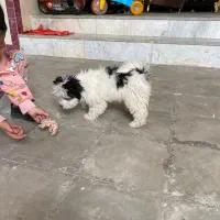 سگ شیتزو کراس جیبی