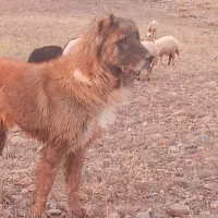 ماکو|سگ|ماکو, |دیوار