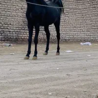 نریان دوسالو دوماه نوه طاووس دست شکسته زیر خاکی|اسب و تجهیزات اسب‌سواری|شیراز, عادل آباد|دیوار