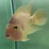 ماهی پرت و یک جفت پنکوس