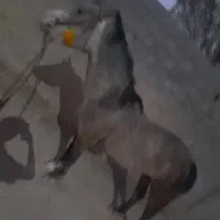 اسب کرد|اسب و تجهیزات اسب‌سواری|کازرون, |دیوار