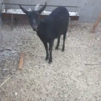 یک‌عددشیرمو‌‌..مورسیاه‌سانن‌اصل‌فروشی