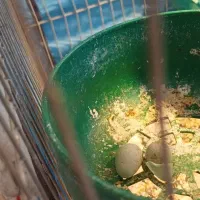 پرنده|پرنده|بهبهان, |دیوار