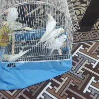 عروس هلندی نر و ماده|پرنده|چمران, |دیوار