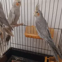 عروس هلندی|پرنده|بندر ماهشهر, |دیوار