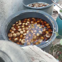 سیر ترشی حدودن 600 کیلو|عمده‌فروشی|طارم, |دیوار