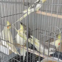 ۶ عدد عروس  و دو عدد گرین چیک آناناسی|پرنده|کوهسار (البرز), |دیوار