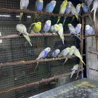 مرغ عشق رینبو رنگین کمانی اورجینال