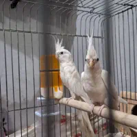 عروس هلندی آلبینو مولد|پرنده|سیراف, |دیوار